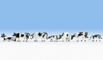 NOCH N 36721 Kühe, schwarz-weiß 